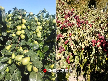 美国瑞莱